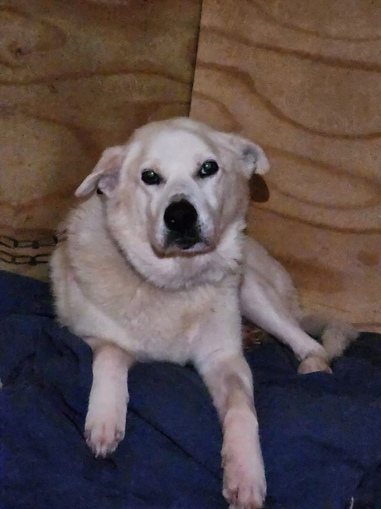 Cão