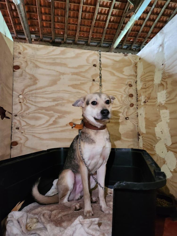 Cão