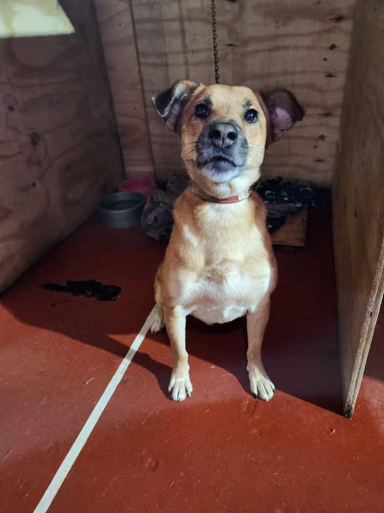 Cão