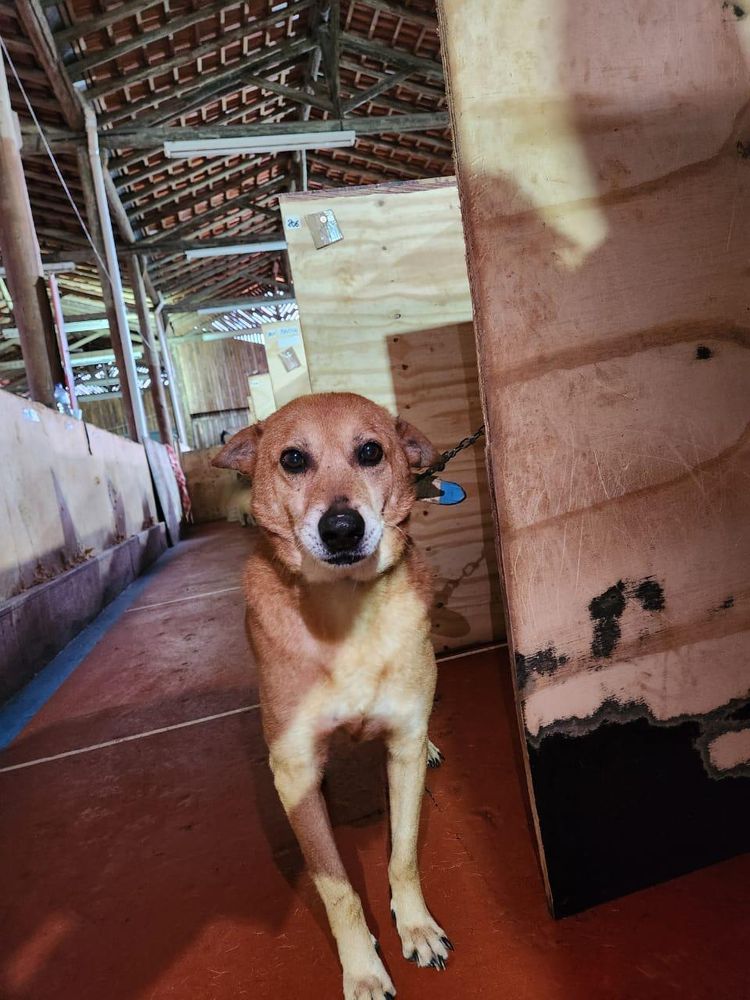 Cão