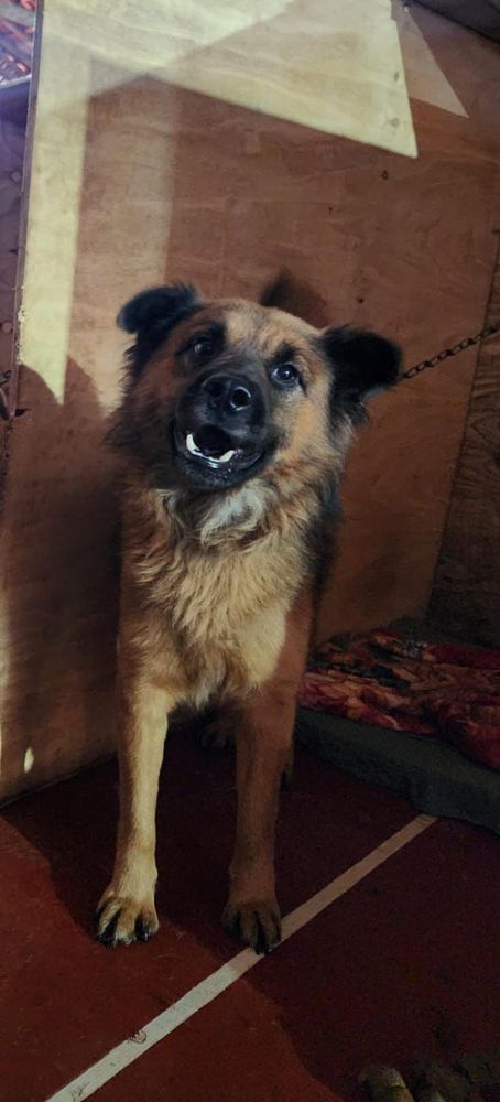 Cão