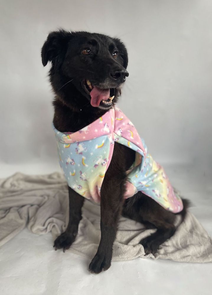 Cão