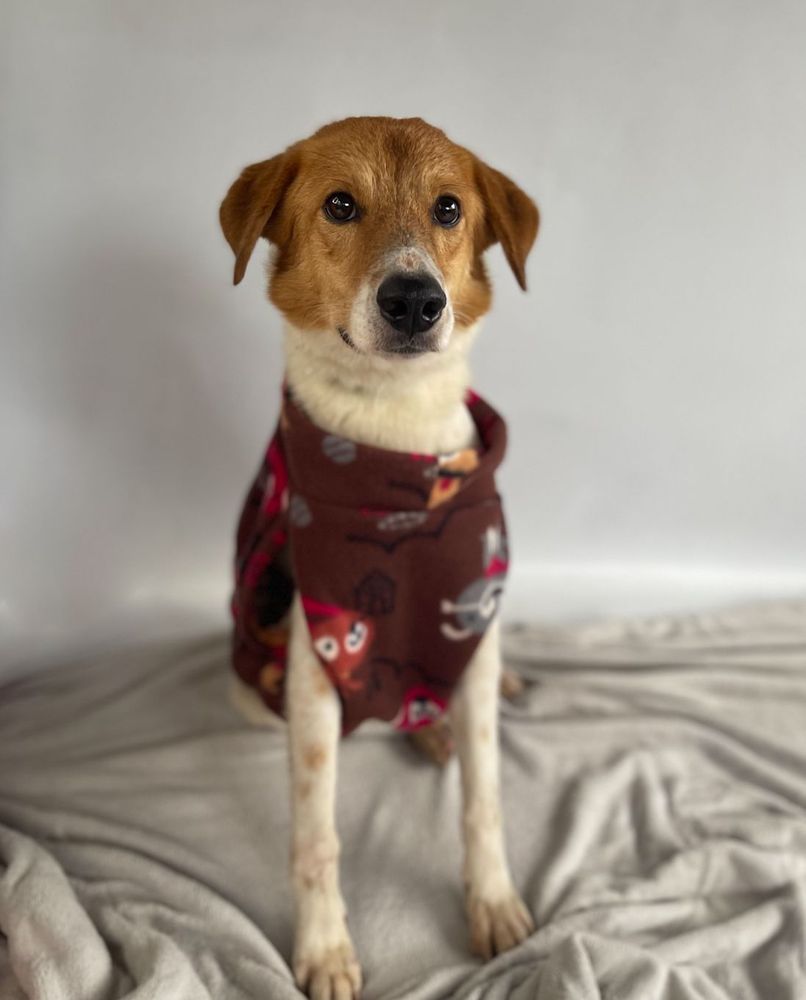 Cão