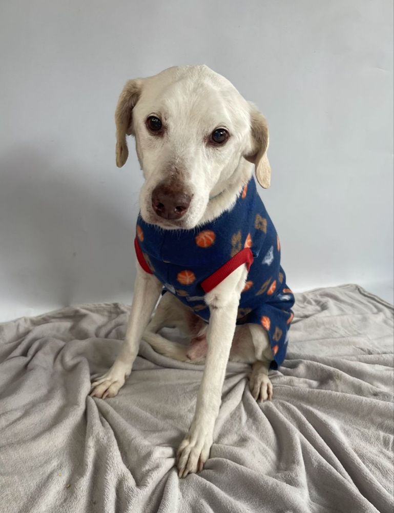 Cão