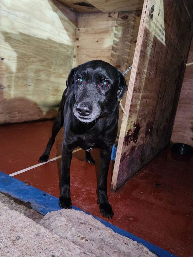 Cão