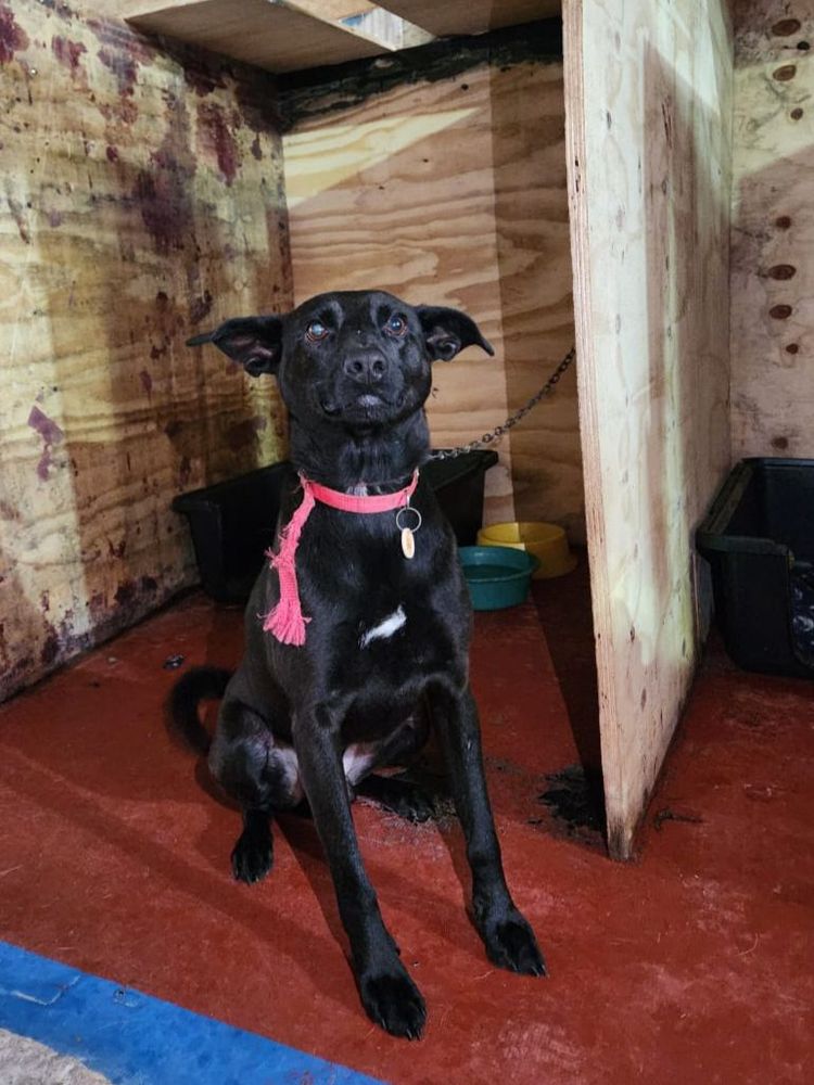 Cão