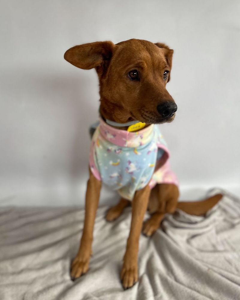 Cão