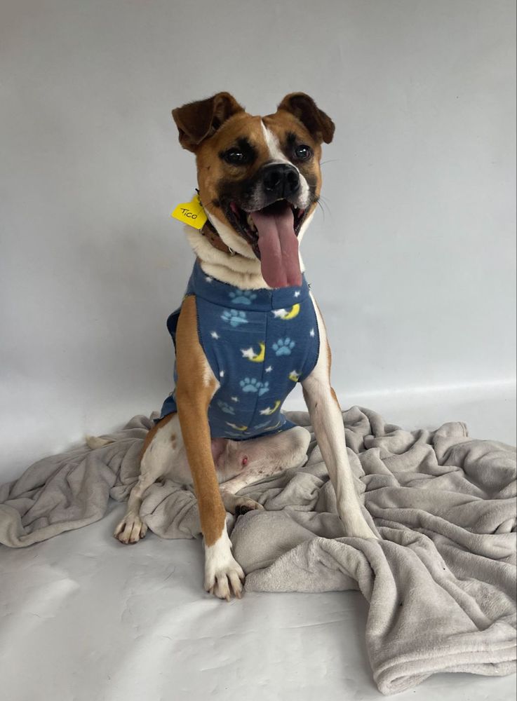 Cão