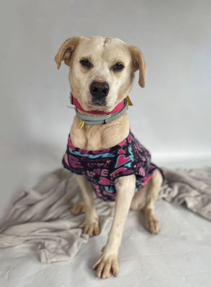 Cão
