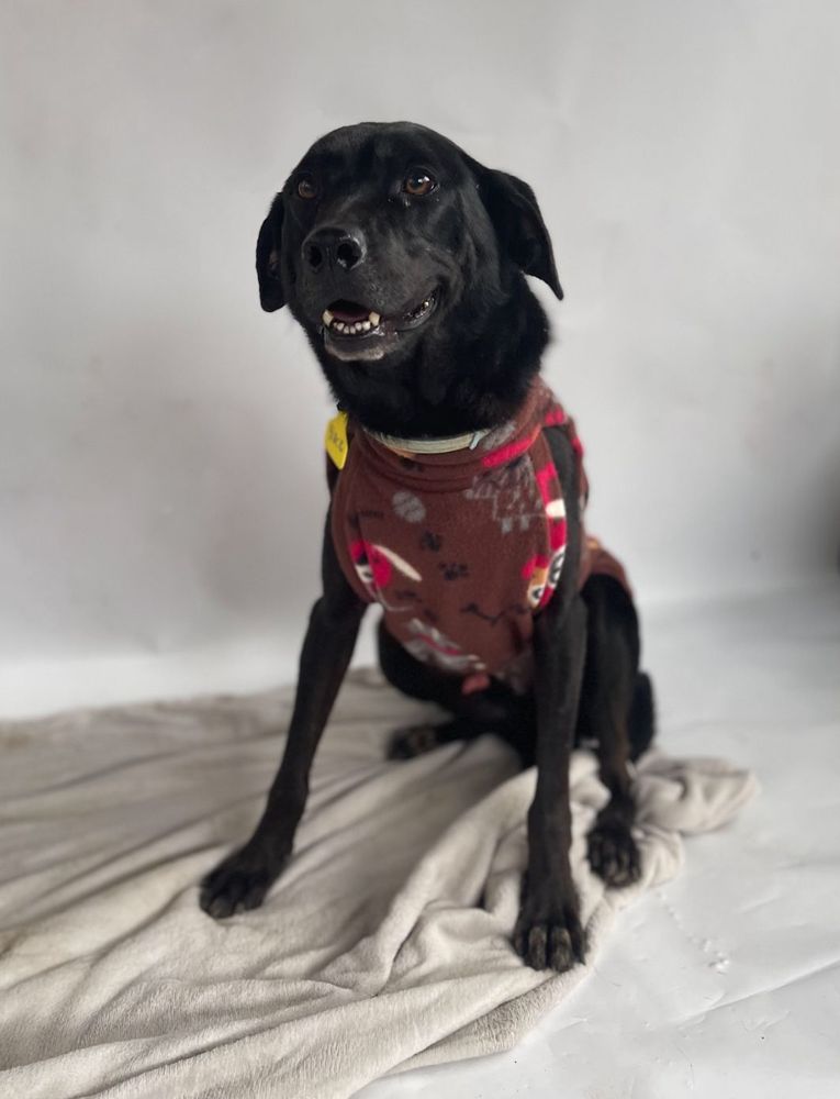 Cão