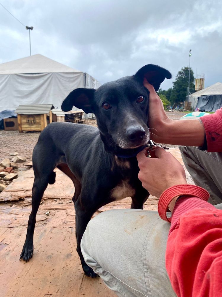 Cão