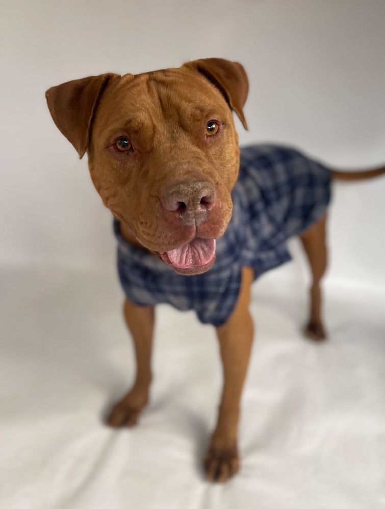 Cão