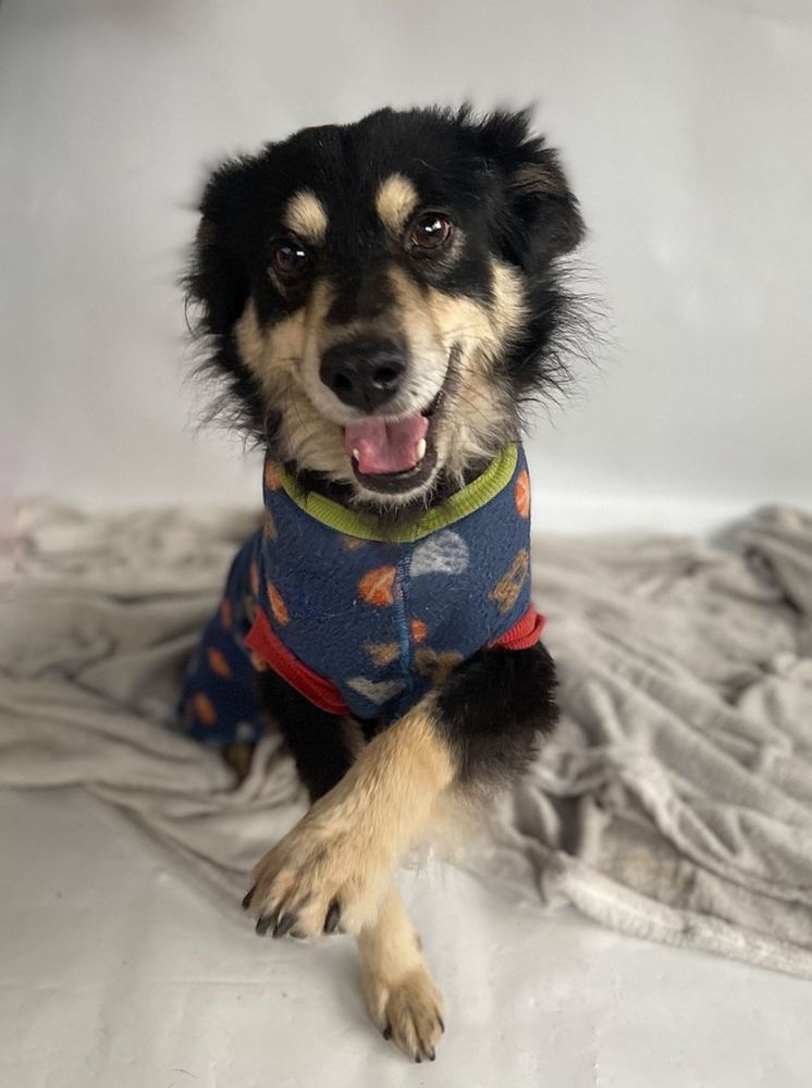 Cão