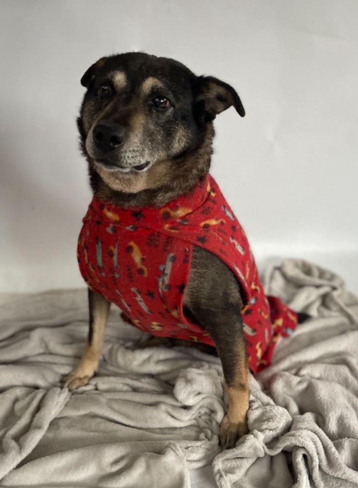 Cão