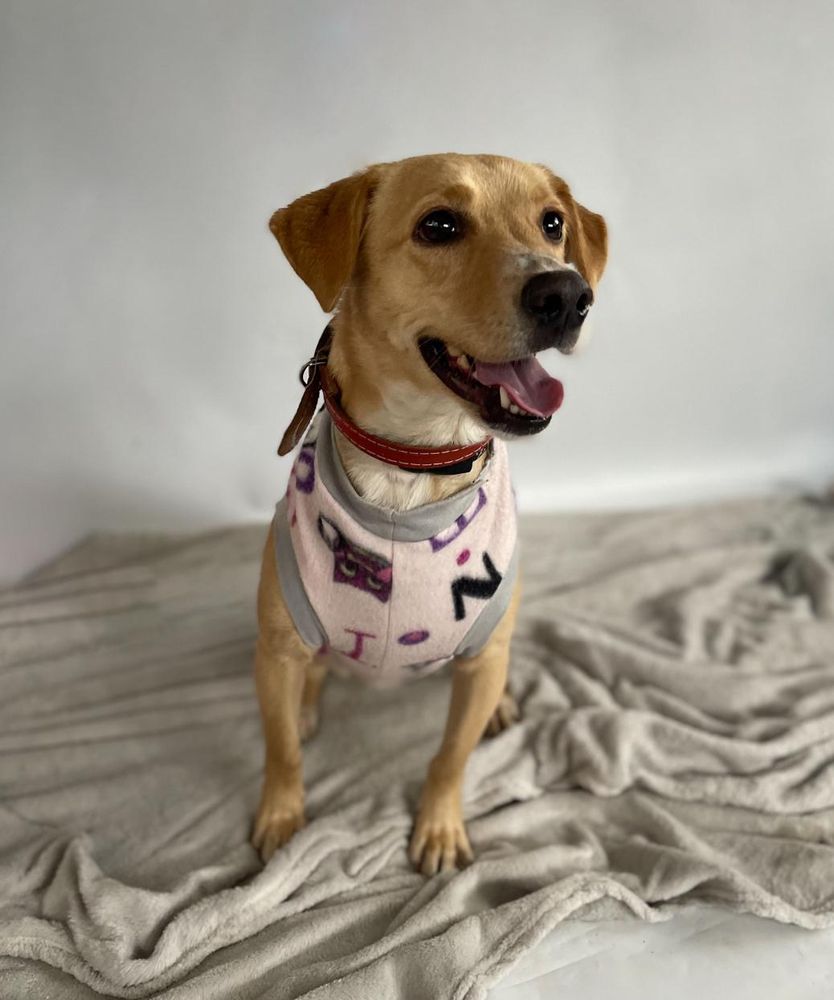 Cão