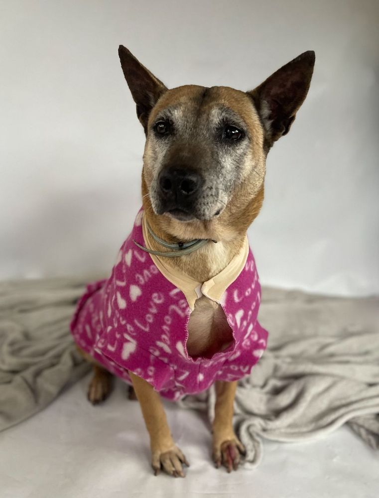 Cão