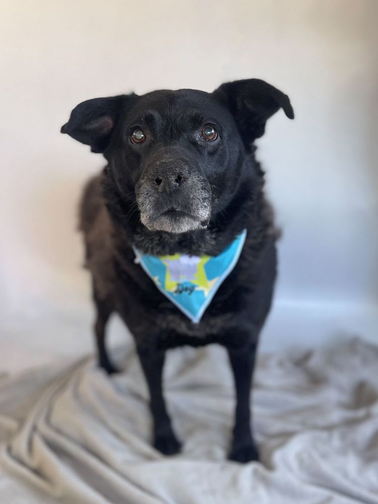Cão