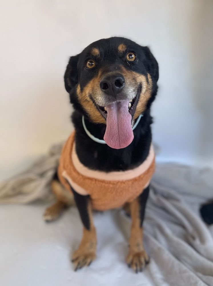 Cão