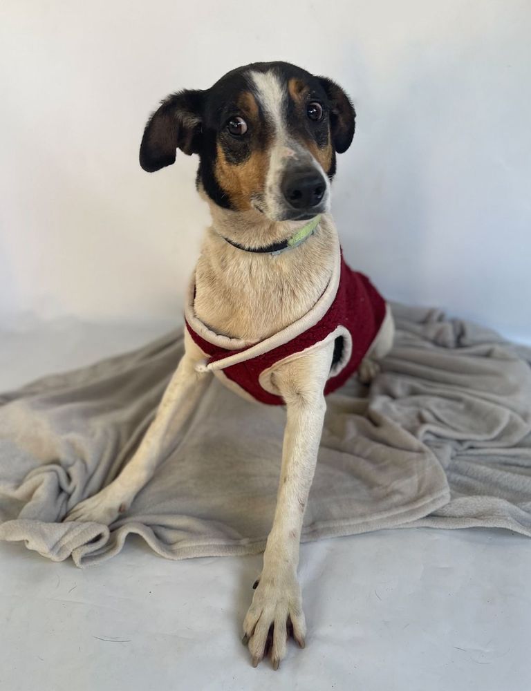 Cão