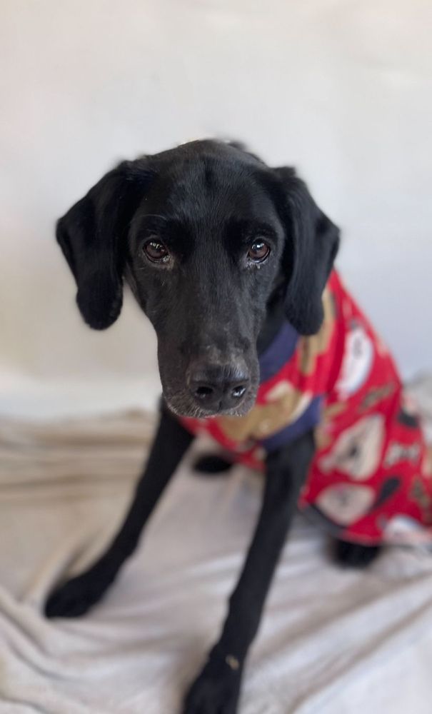 Cão