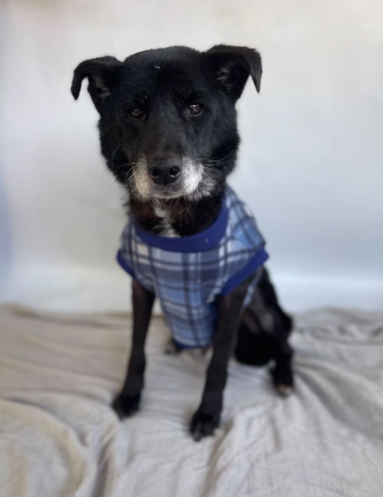 Cão