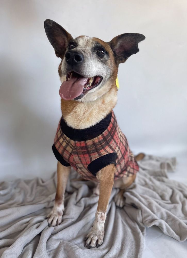 Cão