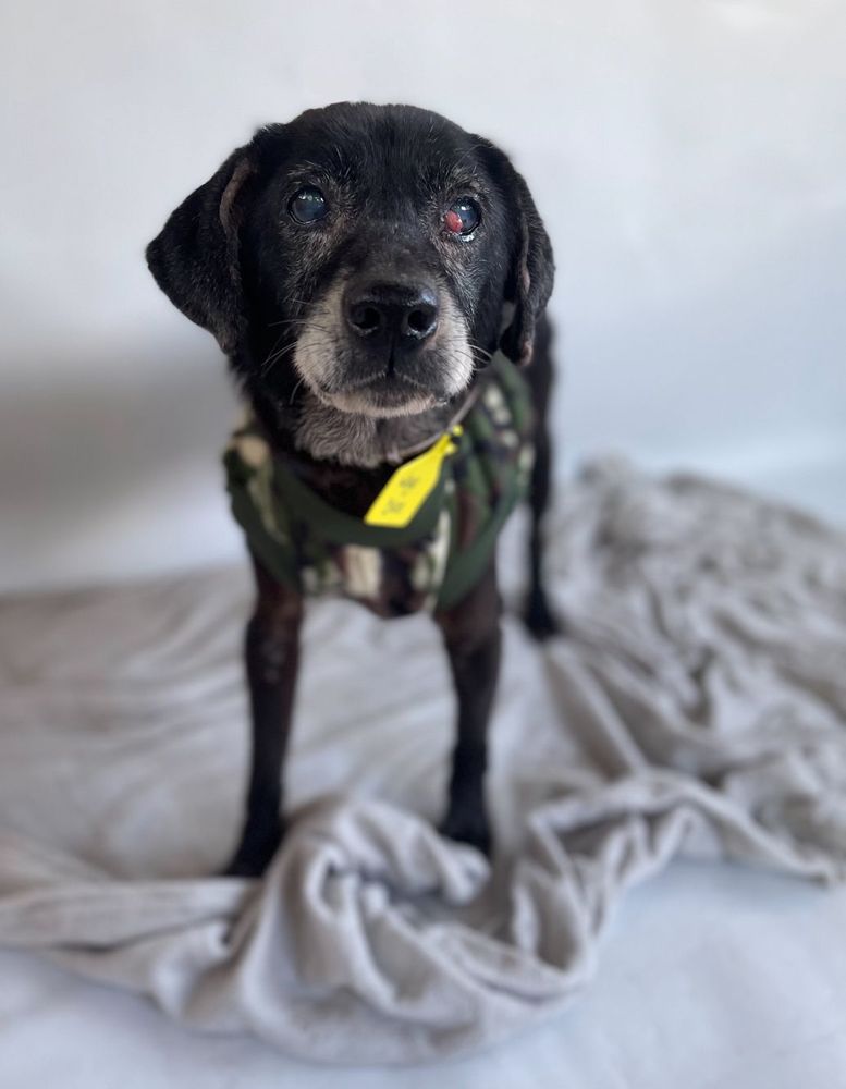 Cão