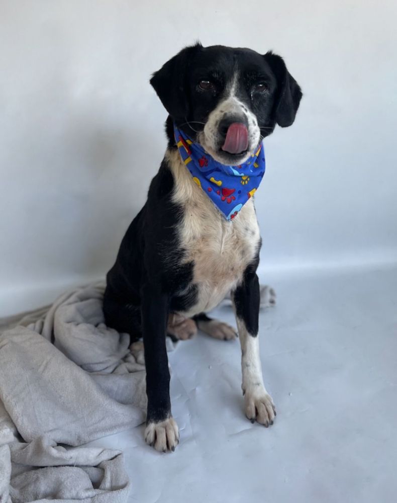 Cão