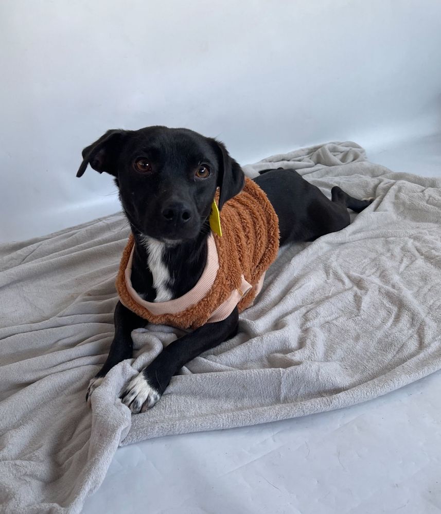 Cão