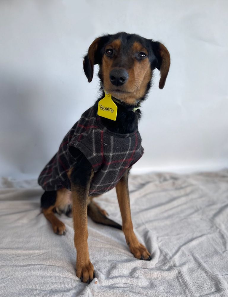 Cão