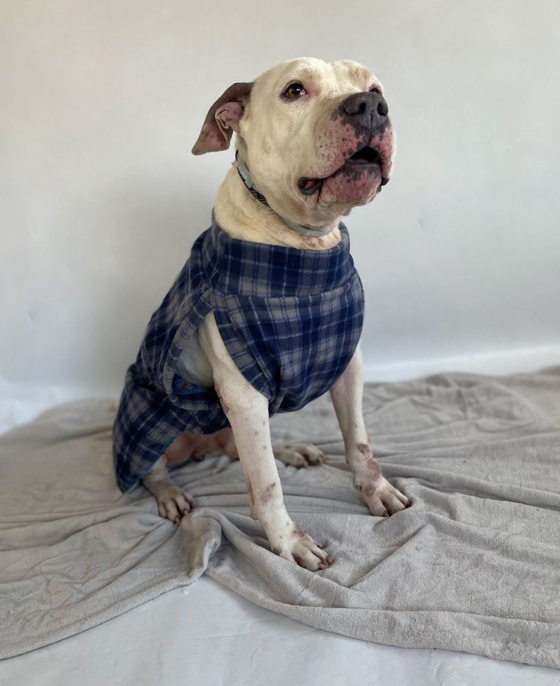 Cão