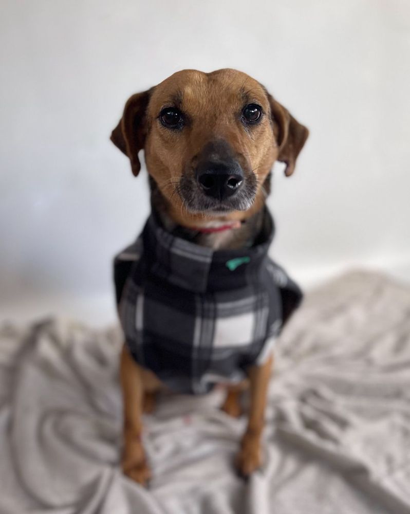 Cão