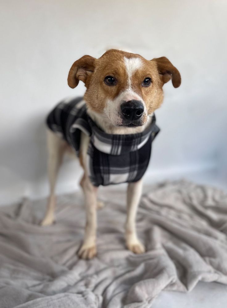 Cão