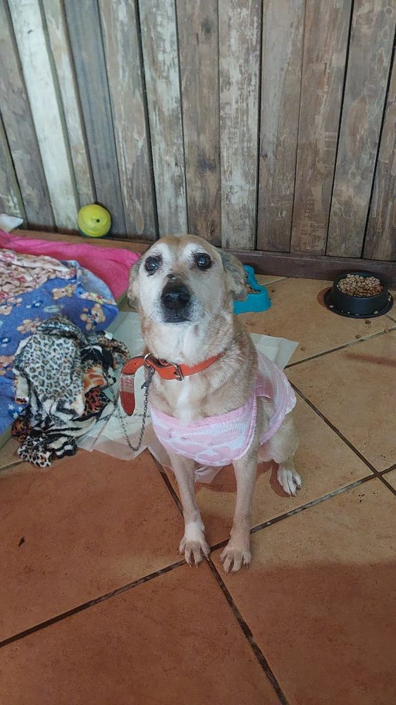 Cão