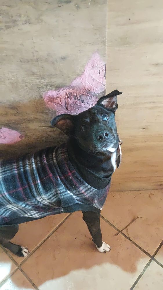 Cão