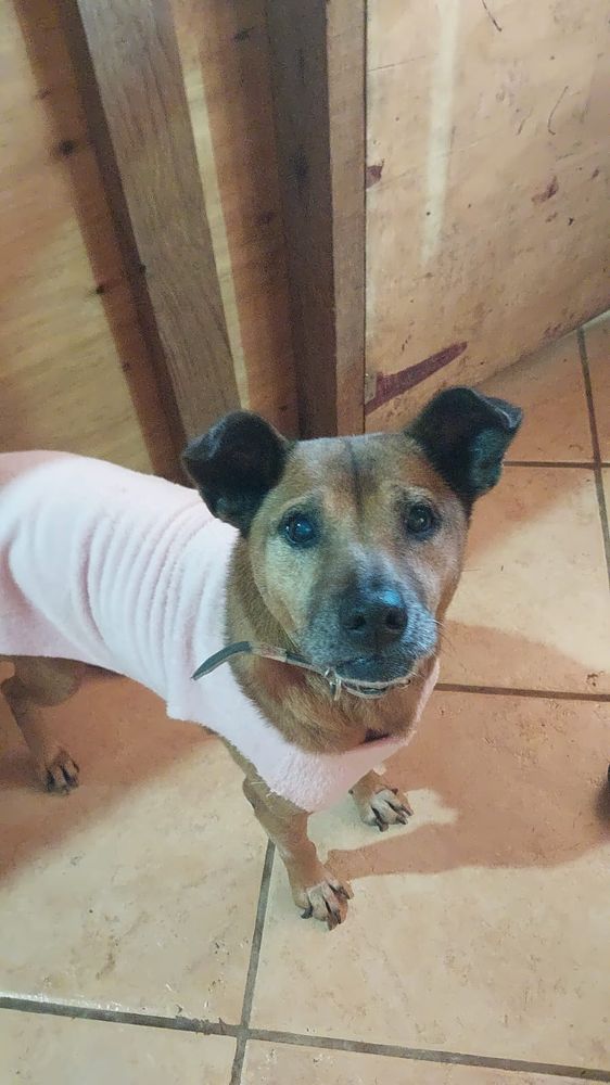 Cão