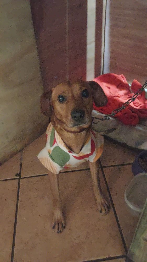 Cão