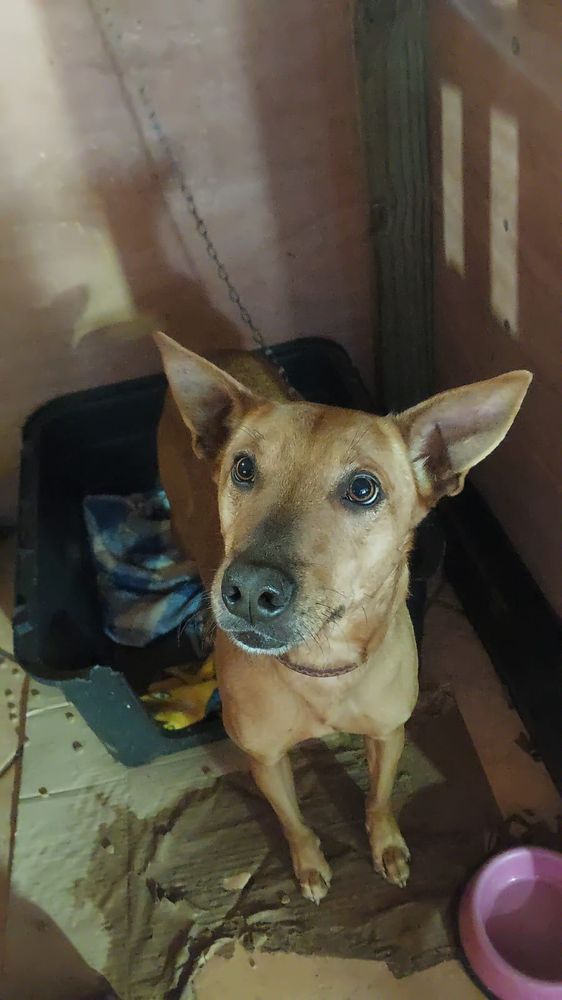 Cão