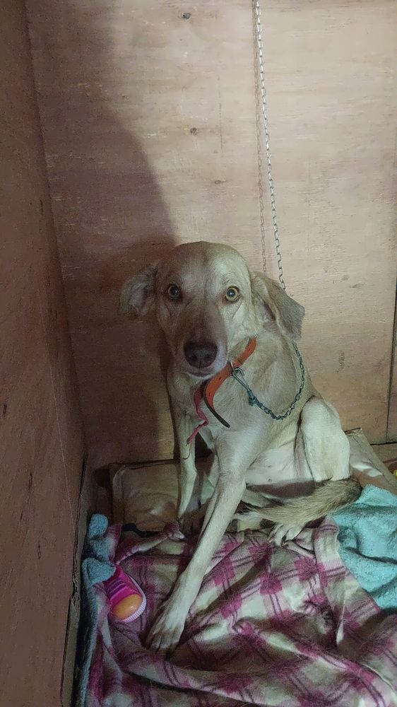 Cão