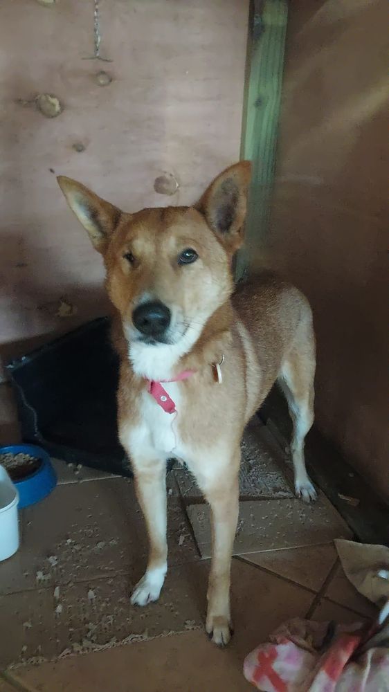 Cão