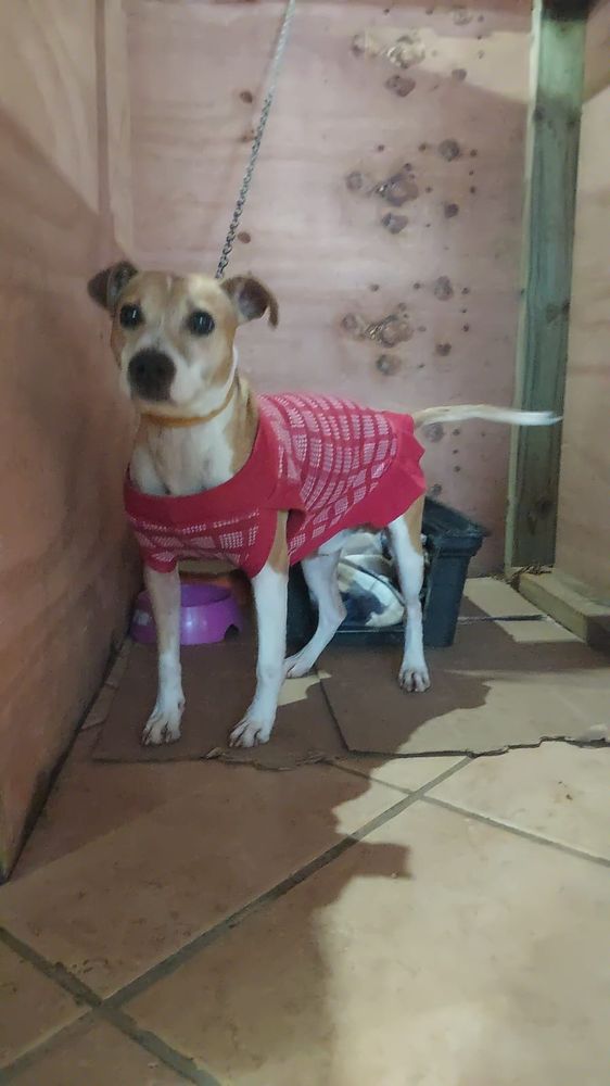 Cão