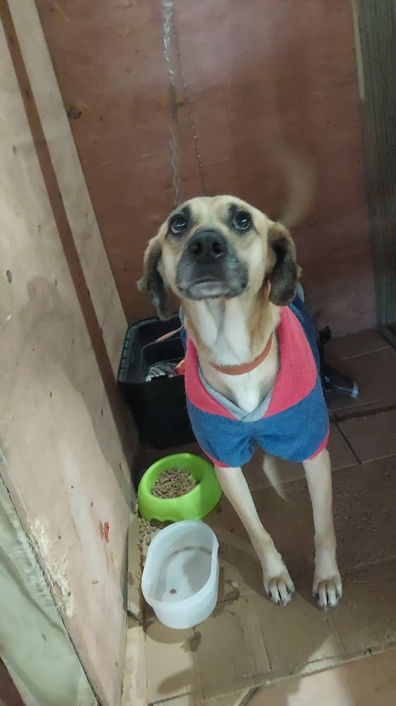 Cão