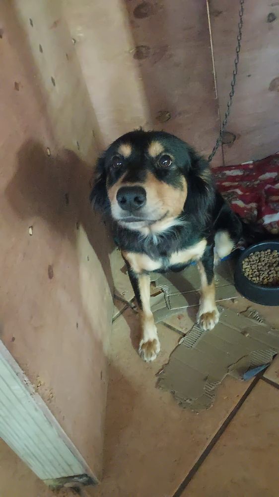 Cão