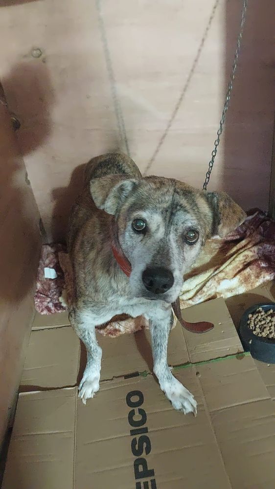 Cão
