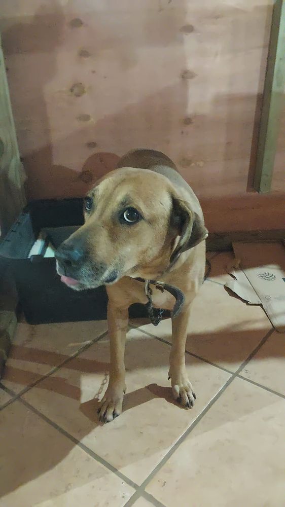 Cão
