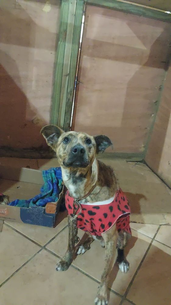 Cão
