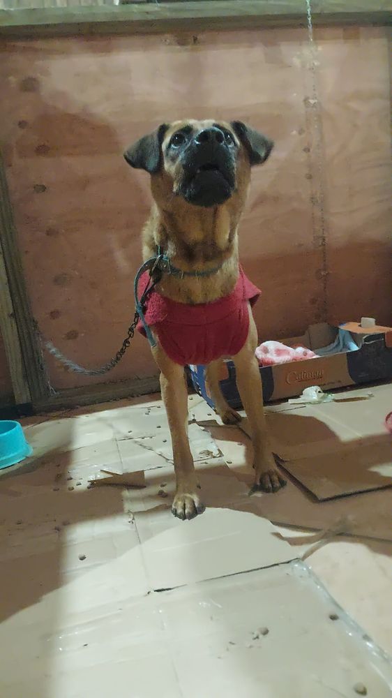 Cão