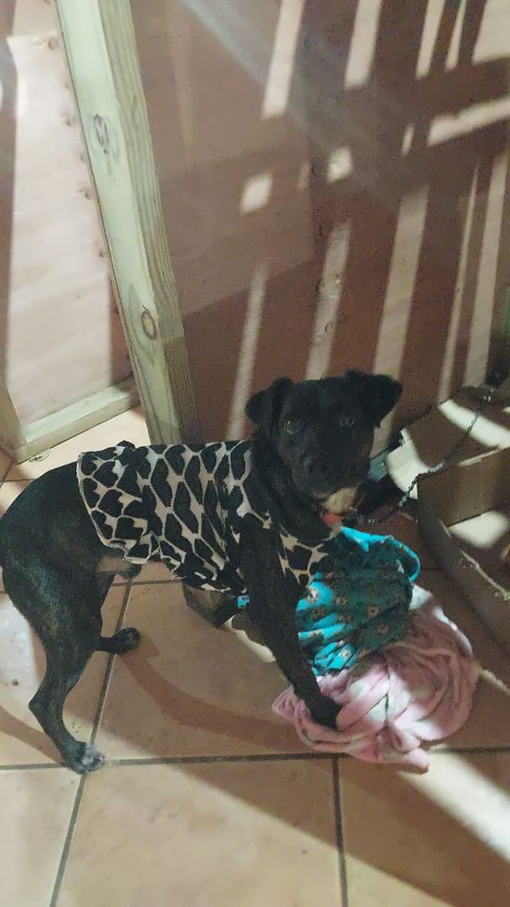 Cão