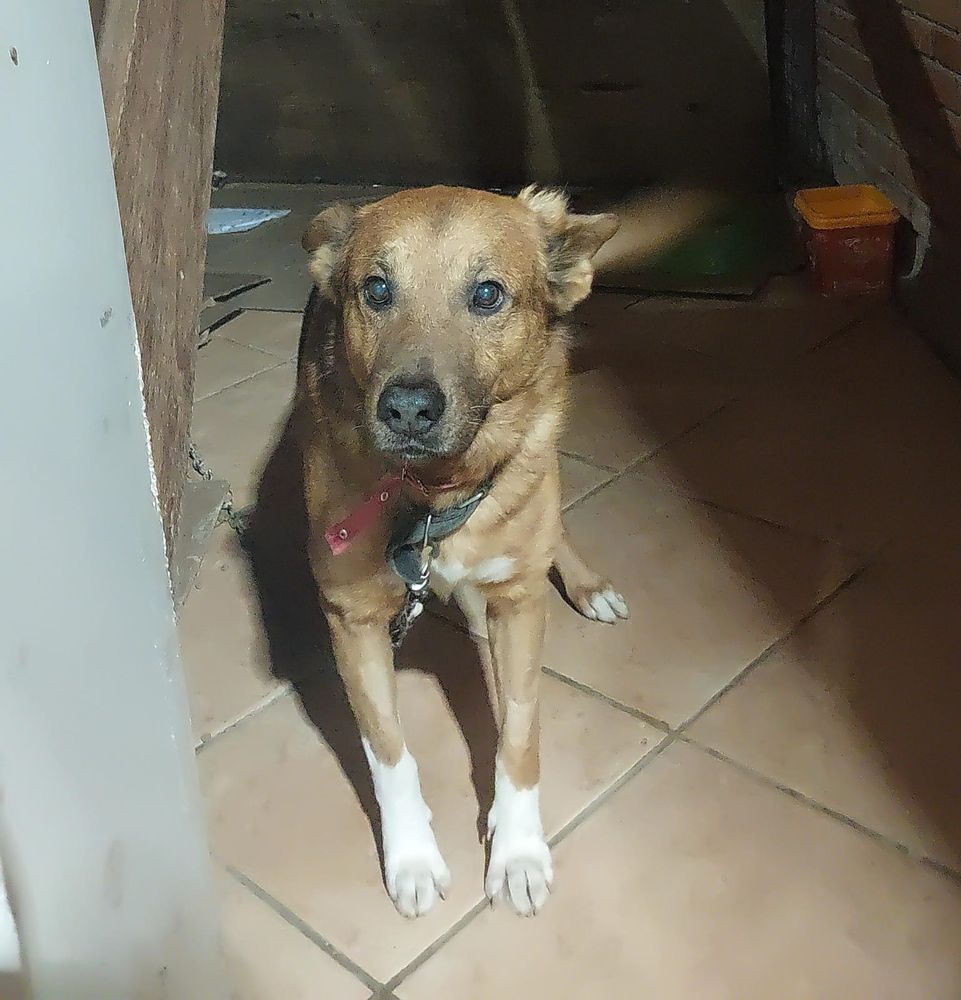 Cão
