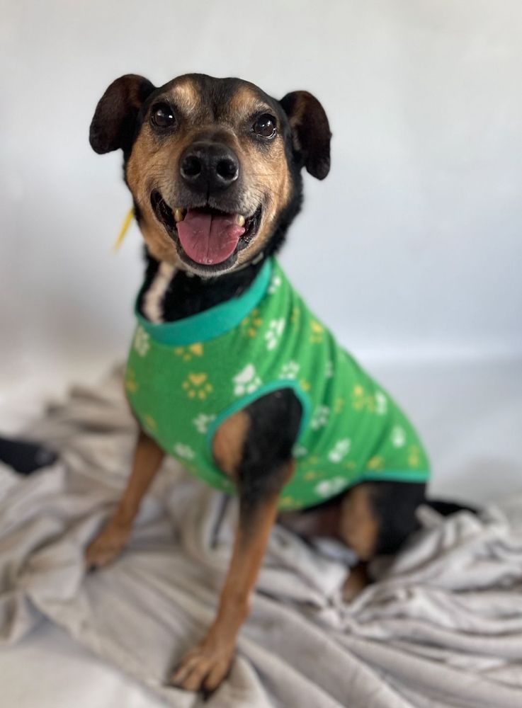 Cão